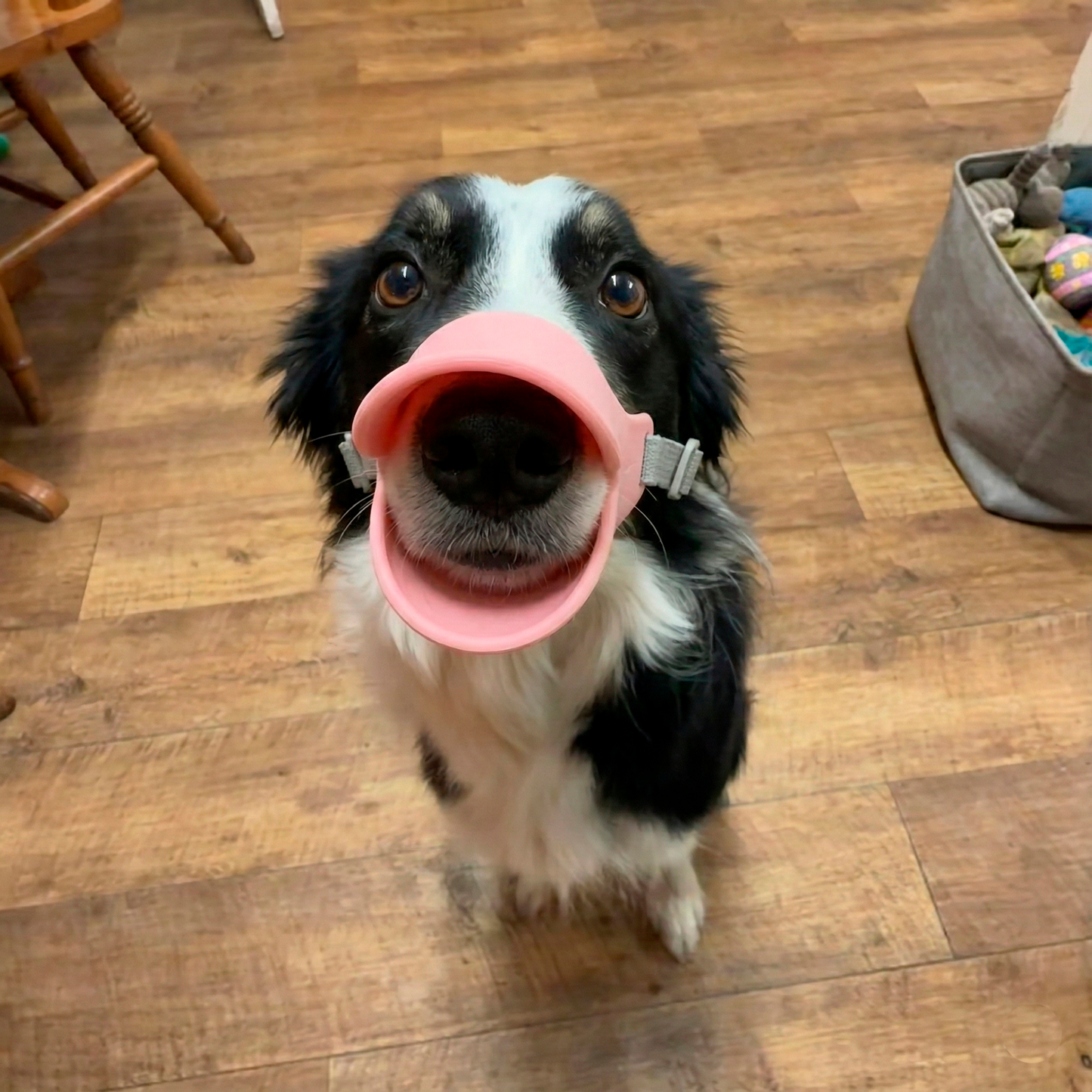 Bozal Para Mascota Pico De Pato Talla L